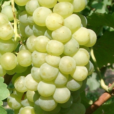 09060168 Muskat Ottonel Gm 4